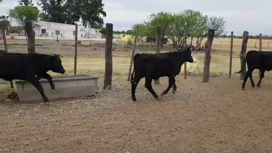 Lote 70 Terneros en Villa Ángela, Chaco