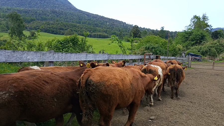 Lote 50 Novillo Engorda en Futrono, XIV Región Los Ríos