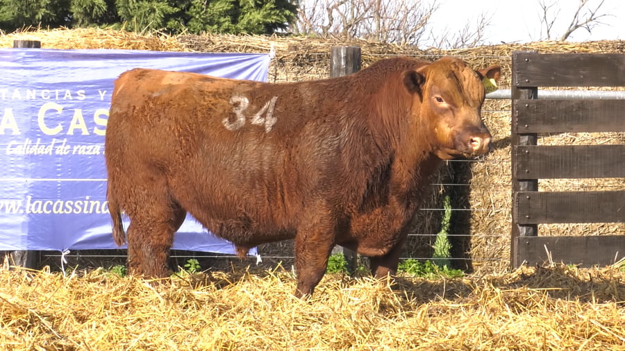 Lote TOROS ANGUS PURO CONTROLADO