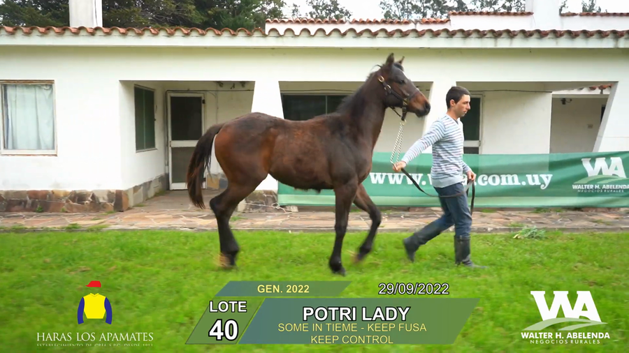Lote POTRI LADY