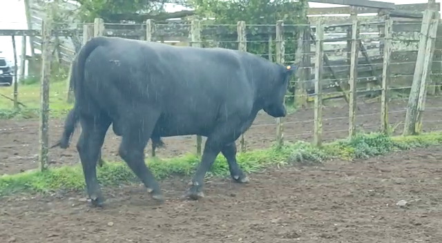 Lote Angus -Roca Negra