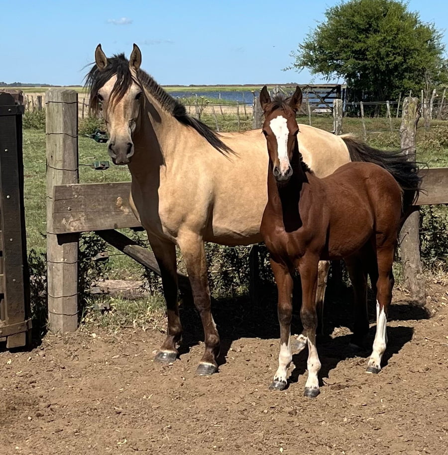 Lote ALTANERO OVEJERA. RP 513