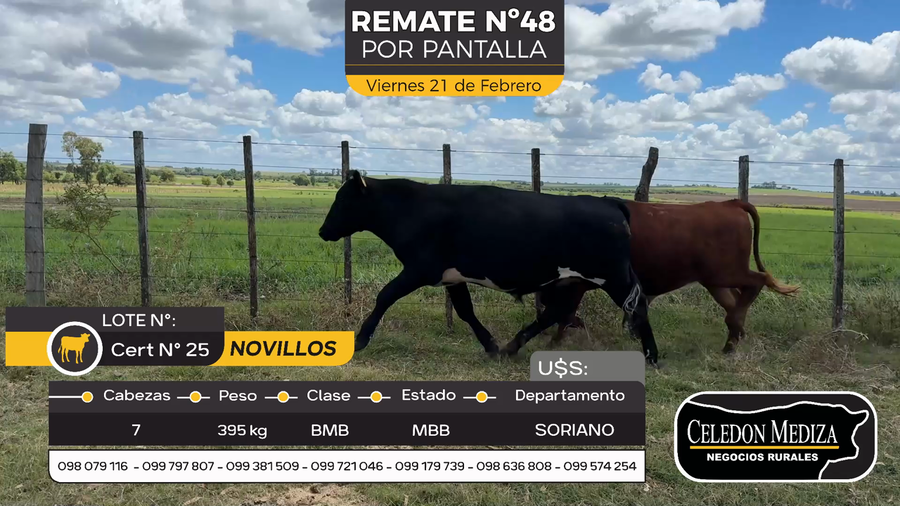 Lote 7 Novillos en Agraciada, Soriano