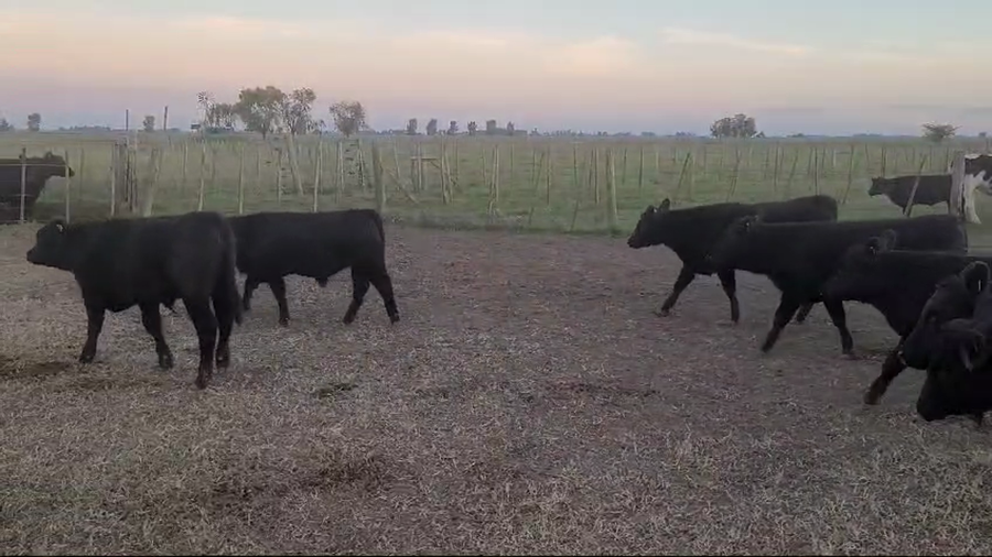 Lote 30 Terneros en Navarro, Buenos Aires