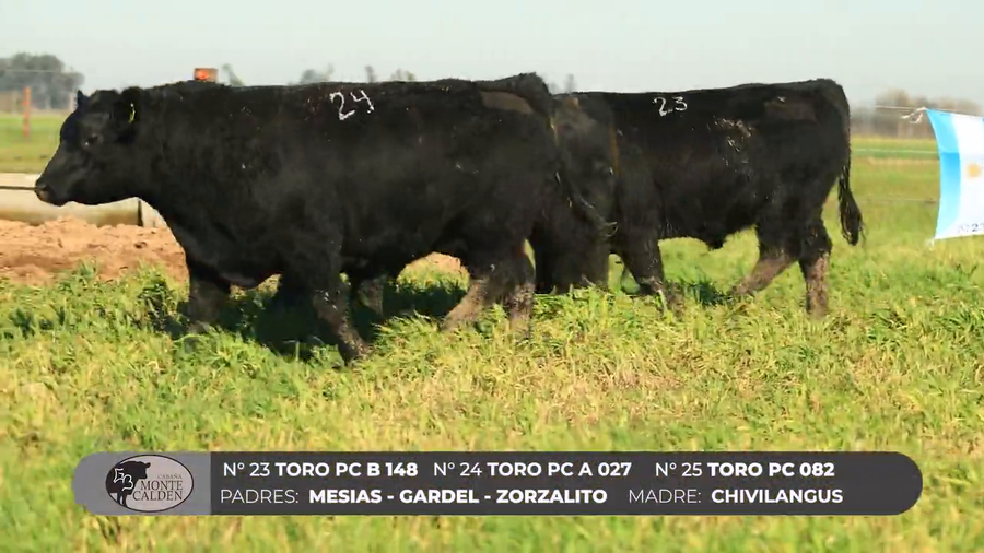 Lote Toros PC