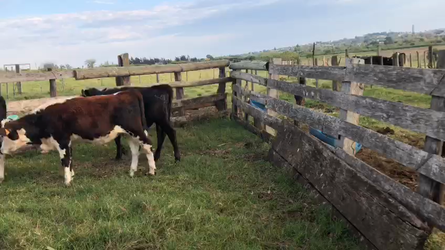 Lote 4 Terneros Holando de INR