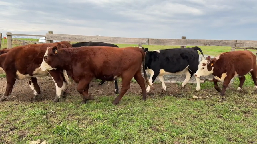 Lote VAQUILLONAS 1 A 2 AÑOS