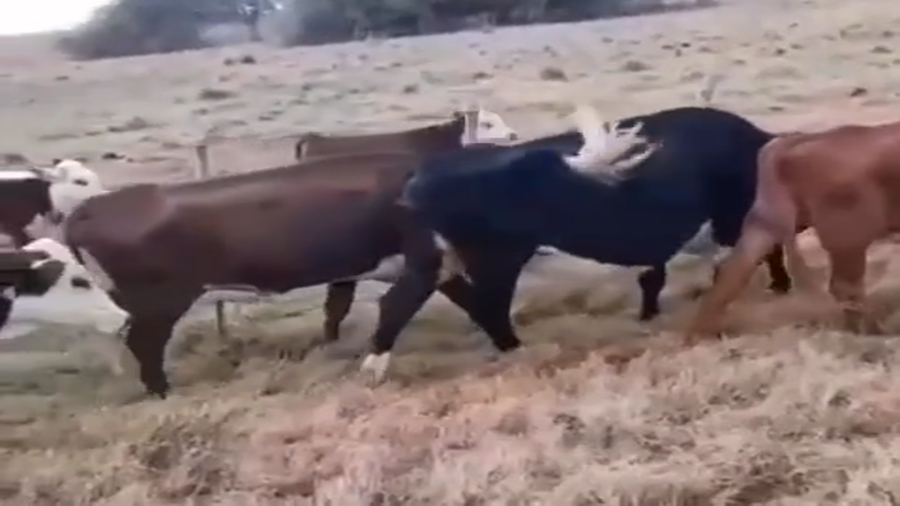 Lote 37 Vacas de invernar