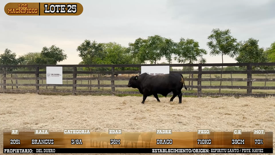 Lote LOTE 25 - PANTALLA