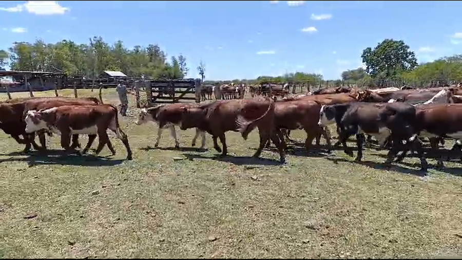 Lote 58 Novillitos y vaquillonas