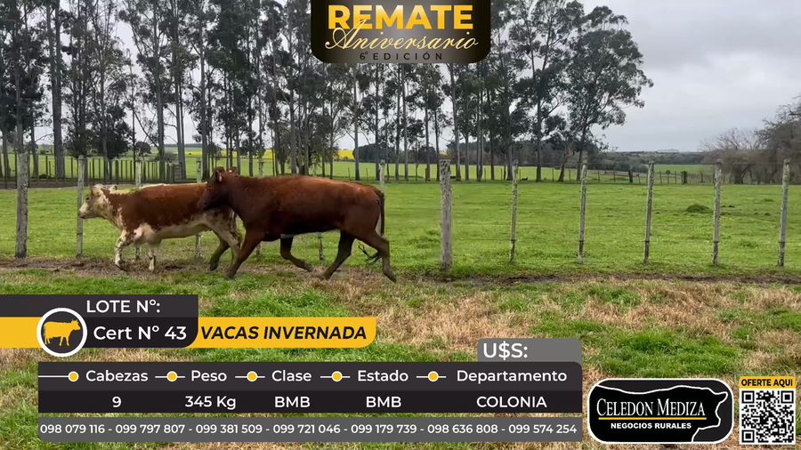 Lote 9 Vacas de invernada en Colonia