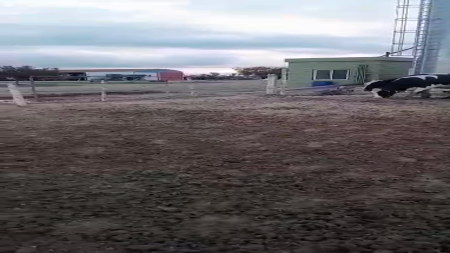 Lote 8 Vaquillonas P/ entorar Holando Argentino en Plaza Luxardo,  Santa Fe