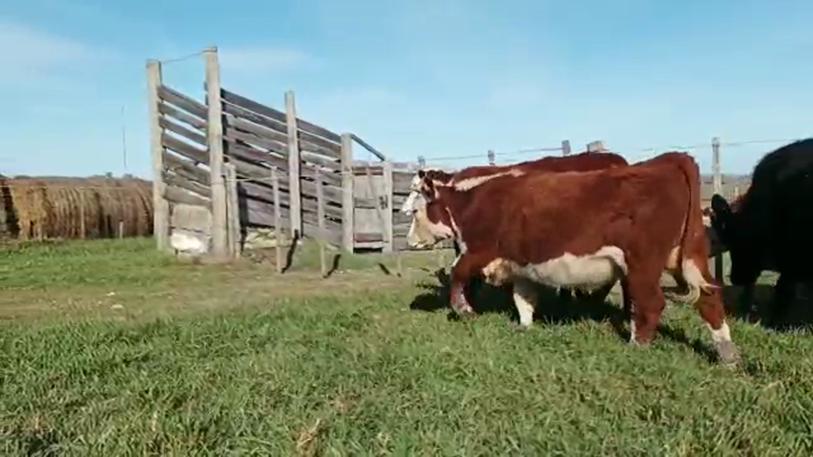 Lote 11 Terneros y Terneras BRA-AA-HER-CRUZA a remate en 4to remate ENTRE MARTILLOS 272kg -  en CARRETON