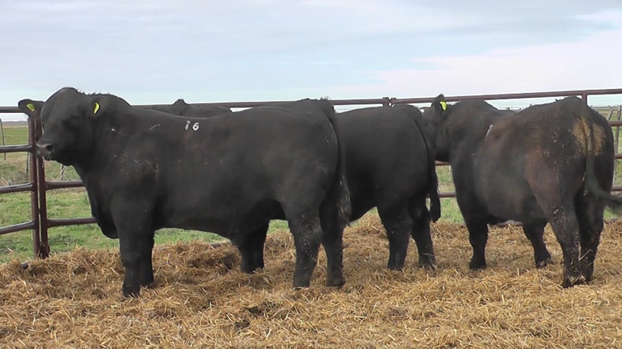 Lote "Toros ""SANTA ROSA"""