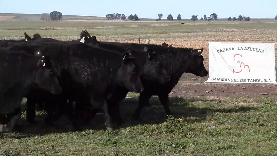 Lote SAN MANUEL DE TANDIL S.A.