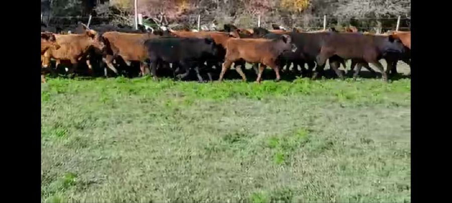 Lote 120 Terneros/as en Villaguay, Entre Ríos