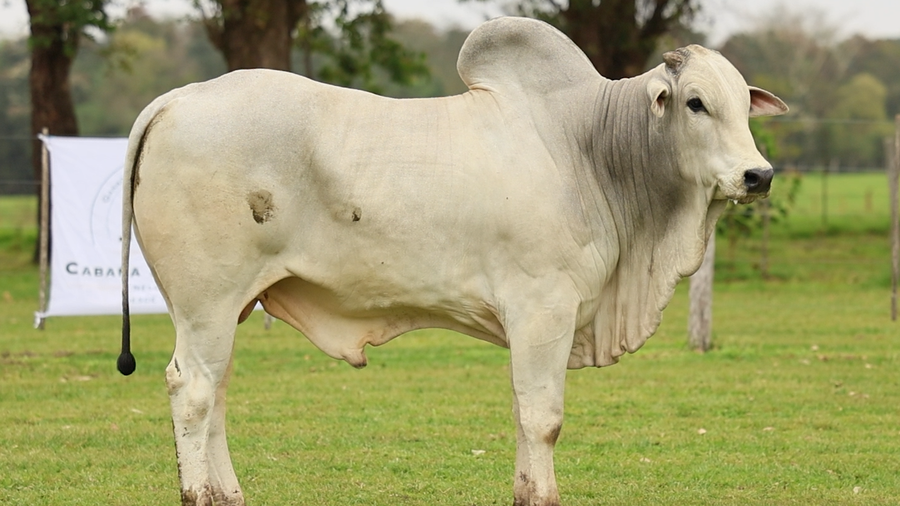 Lote LOTE 37