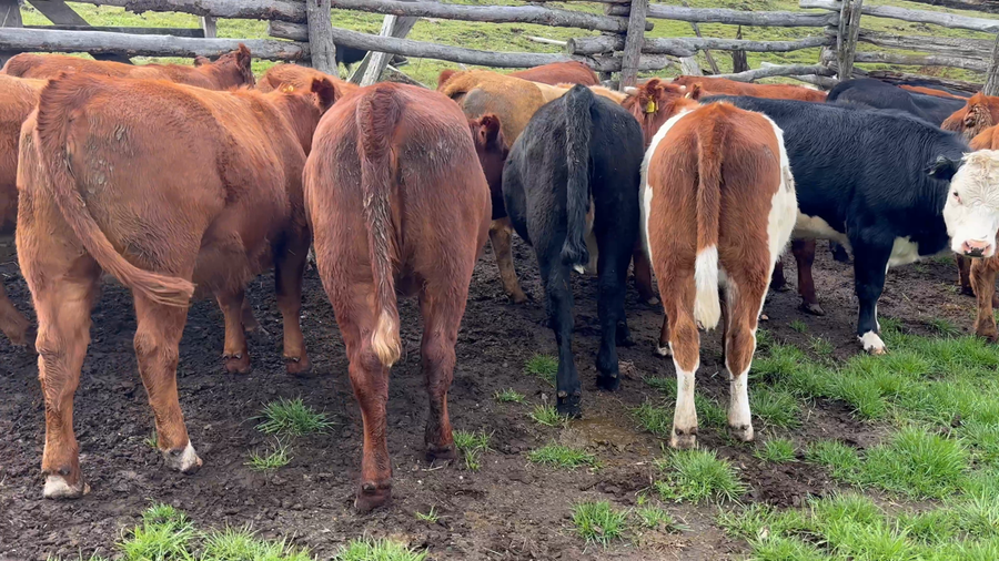Lote 20 Vaquilla Engorda en Coyhaique, XI Región Aysén