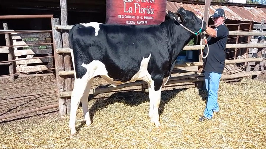 Lote Toros - Establecimiento La Florida