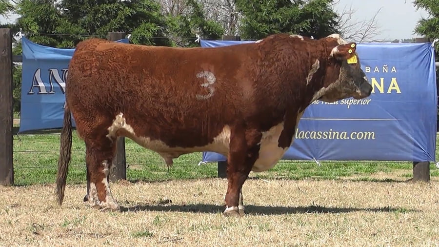 Lote TOROS P.HEREFORD PR