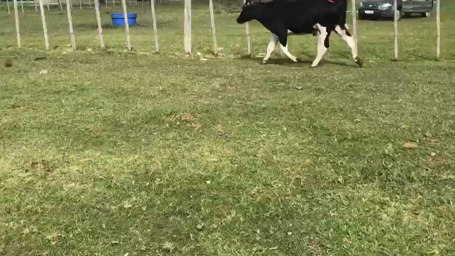 Lote Toros Holando a remate en Pantalla Camy 350kg -  en Ecilda Paullier