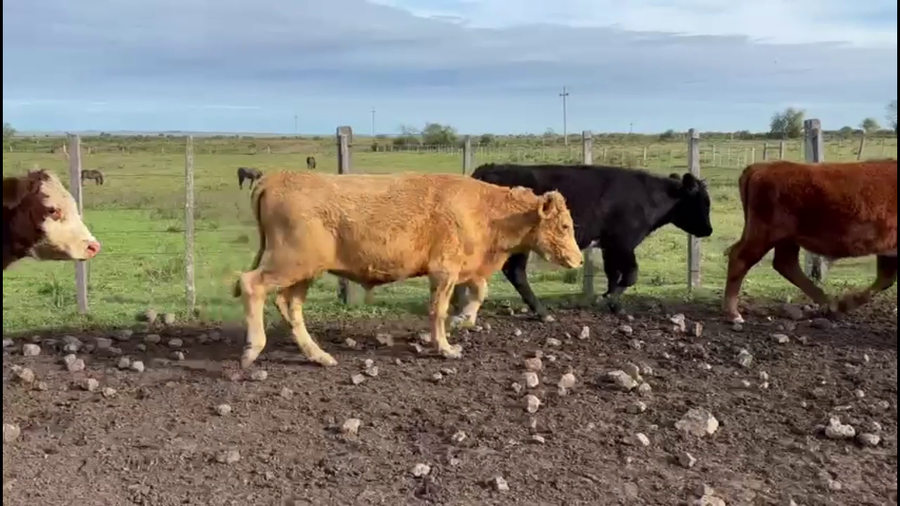 Lote NOVILLOS 1 A 2 AÑOS