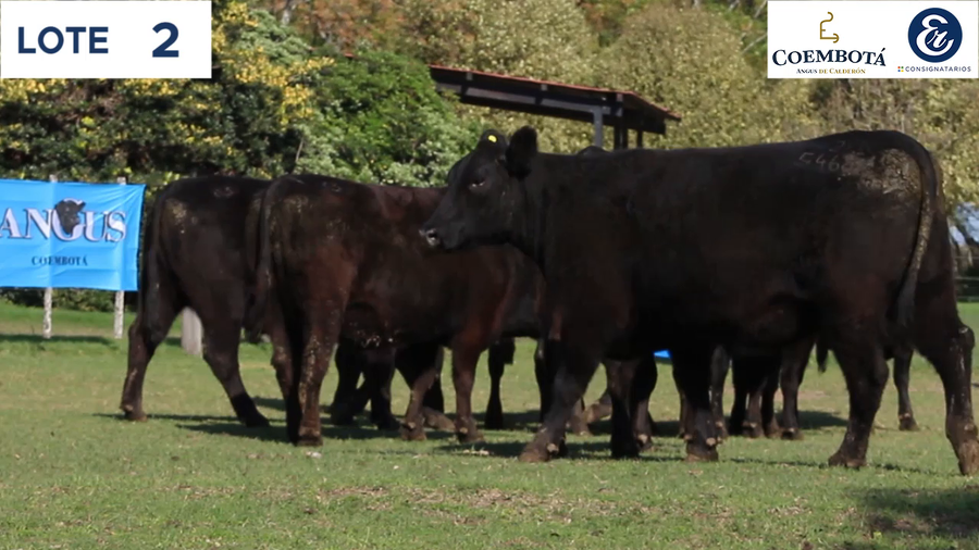 Lote CABAÑA COEMBOTÁ: 10 vaquillas MAS preñadas