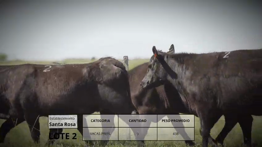 Lote Vacas preñ. Lote 2