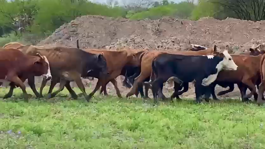 Lote 100 Vacas de invernar