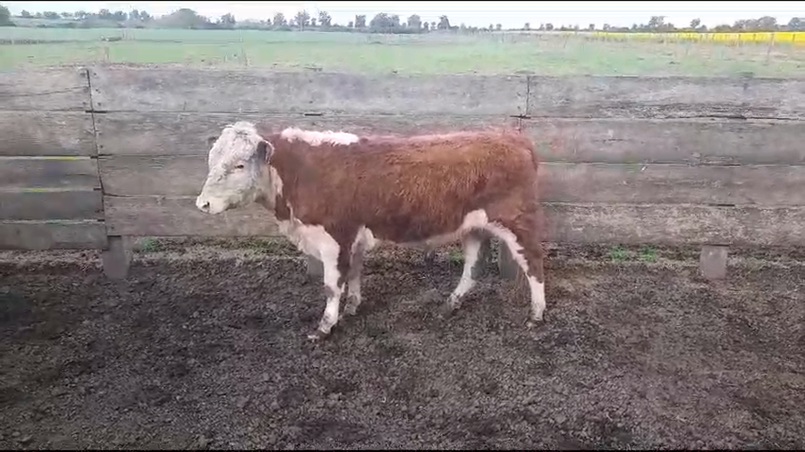 Lote (Vendido)Toros a remate en #35 Pantalla Carmelo en NUEVA PALMIRA