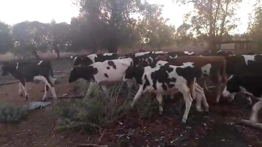 Lote 15 Terneros Holando a remate en Pantalla Camy en Libertad