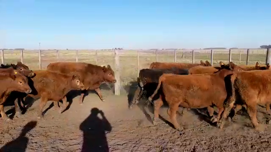 Lote 25 Terneros en Benito Juárez, Buenos Aires