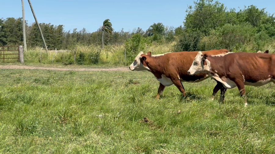 Lote 16 Vacas nuevas Preñadas en Corrientes, Curuzú-Cuatiá