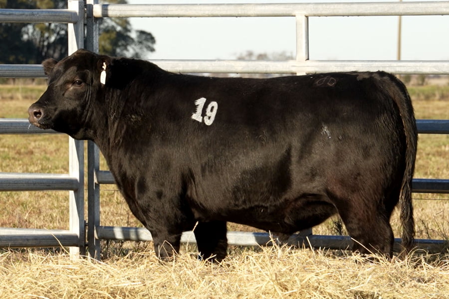 Lote TOROS ANGUS PUROS CONTROLADOS