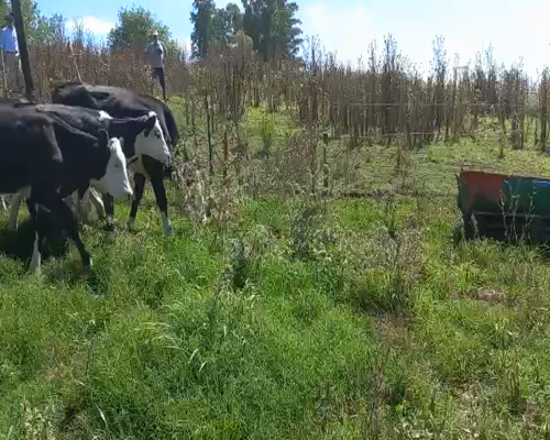 Lote Terneros y Terneras