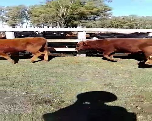 Lote 22 Terneros en Parada Fariña, Artigas