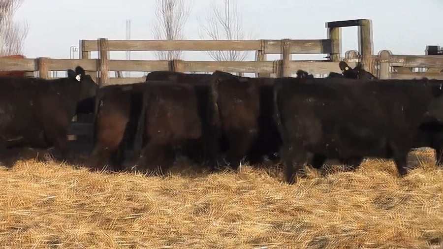 Lote """SAN BAUTISTA DEL SUR"" VAQUILLONAS MADRES ANGUS SELECCIONADAS CON GARANTÍA DE PREÑEZ"