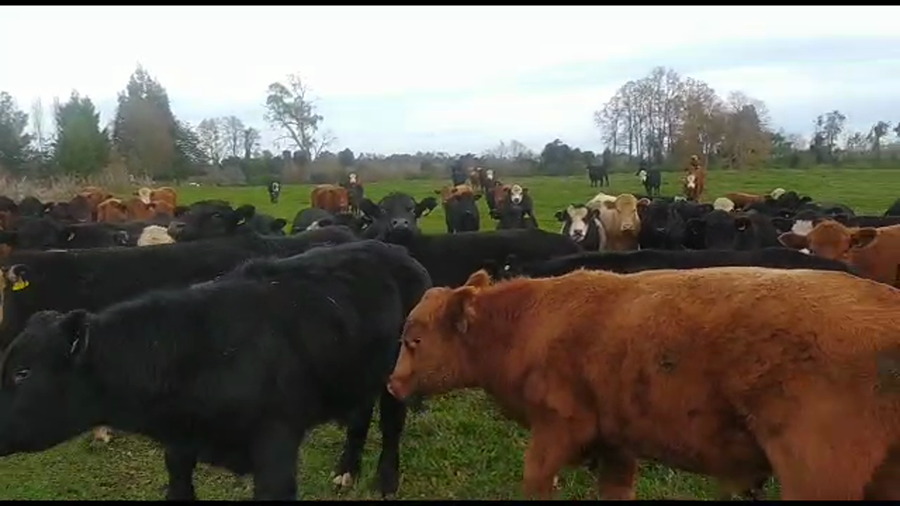 Lote 50 Novillo Engorda en Paillaco, XIV Región Los Ríos