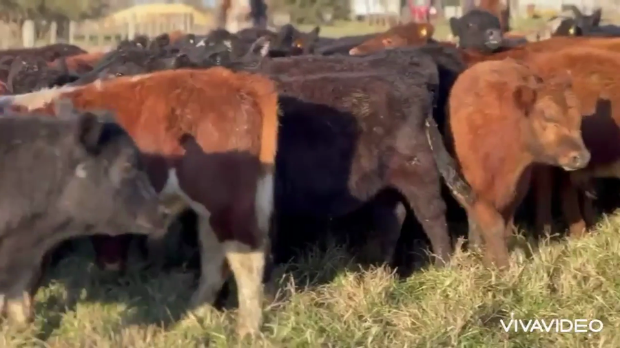 Lote 140 Terneros
