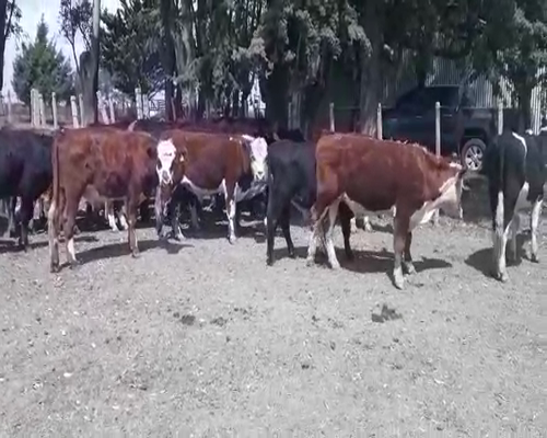 Lote 34 Novillos 1 a 2 años ANGUS Y HEREFORD a remate en Pantalla Camy 240kg - , San José