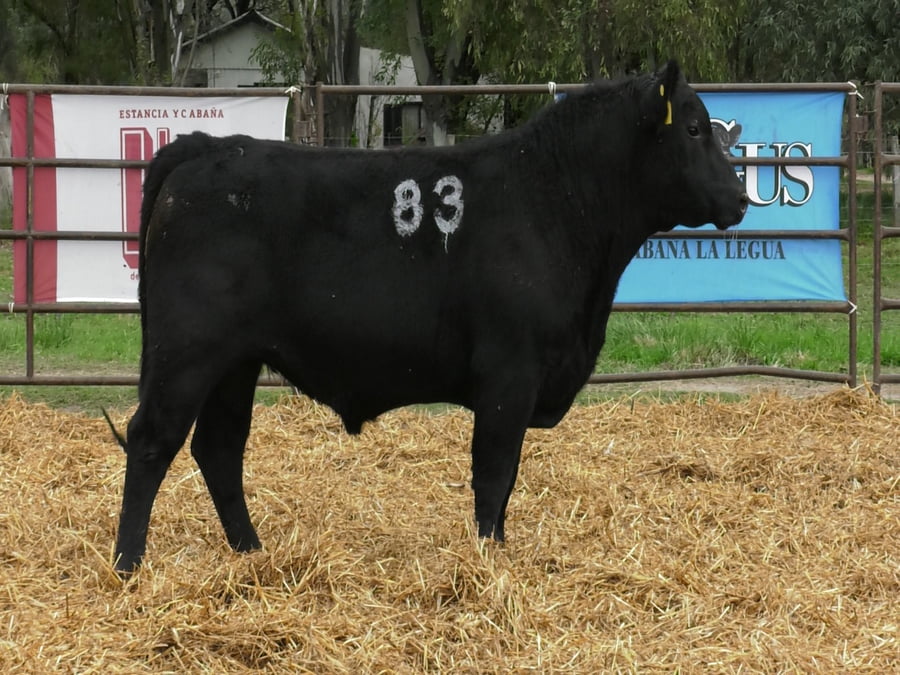 Lote TOROS ANGUS NEGROS PC