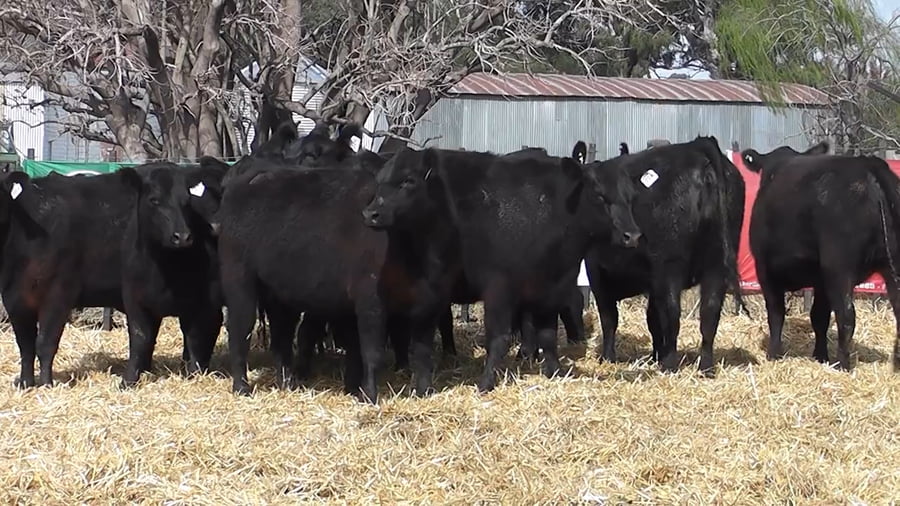 Lote VAQUILLONAS PURAS CONTROLADAS CON GARANTÍA DE PREÑEZ