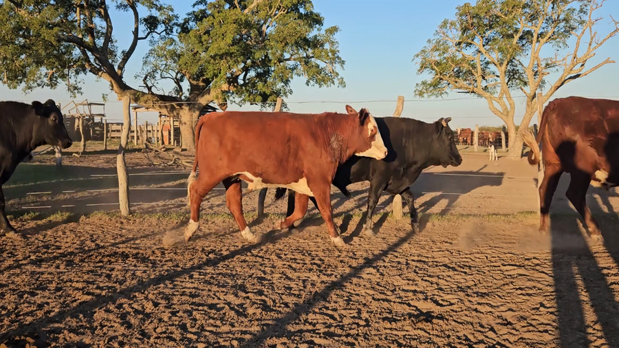 Lote 36 Novillos en Corrientes, Esquina