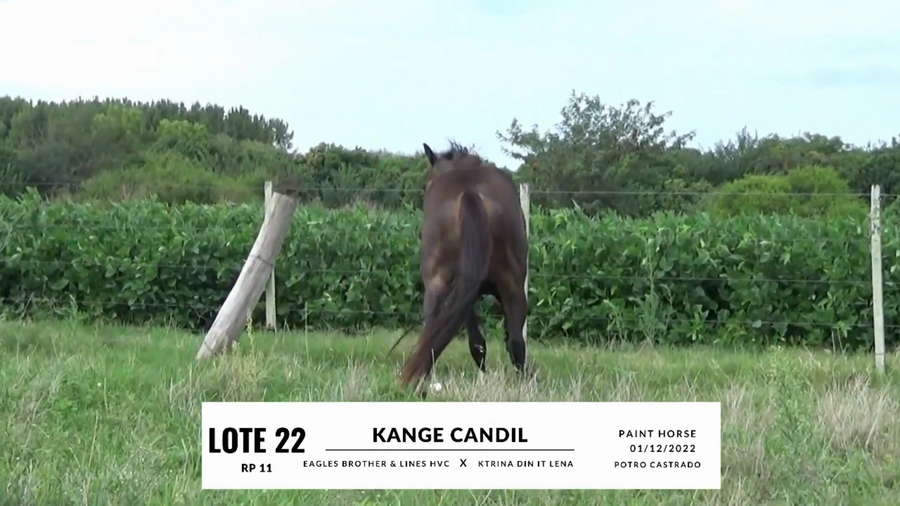 Lote KANGE CANDIL