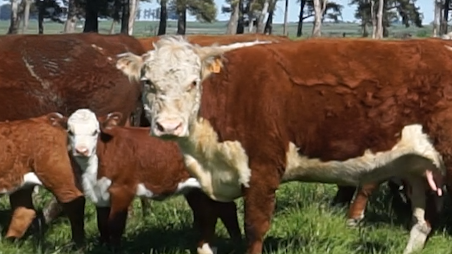 Lote 34 Piezas de cría a remate en 22º Remate Anual La Magdalena, Salto