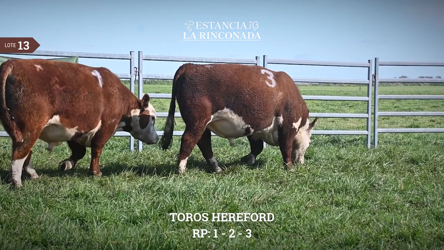 Lote TOROS HEREFORD