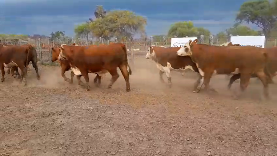 Lote 35 Novillos exportación