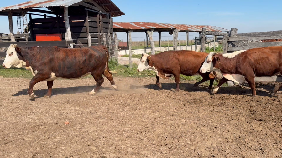 Lote 44 Vaquillonas y vacas invernada en Corrientes, Nueve de Julio