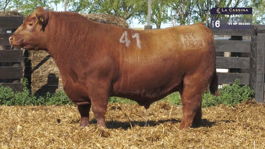 Lote TOROS ANGUS PURO CONTROLADO