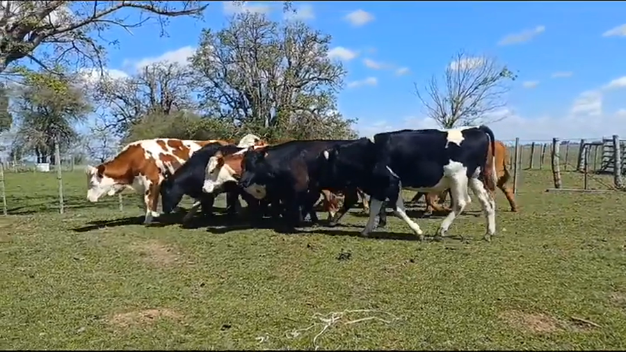 Lote (Vendido)13 Novillos 1 a 2 años CRUZAS a remate en #37 Pantalla Carmelo 455kg -  en PUNTAS DEL PERDIDO